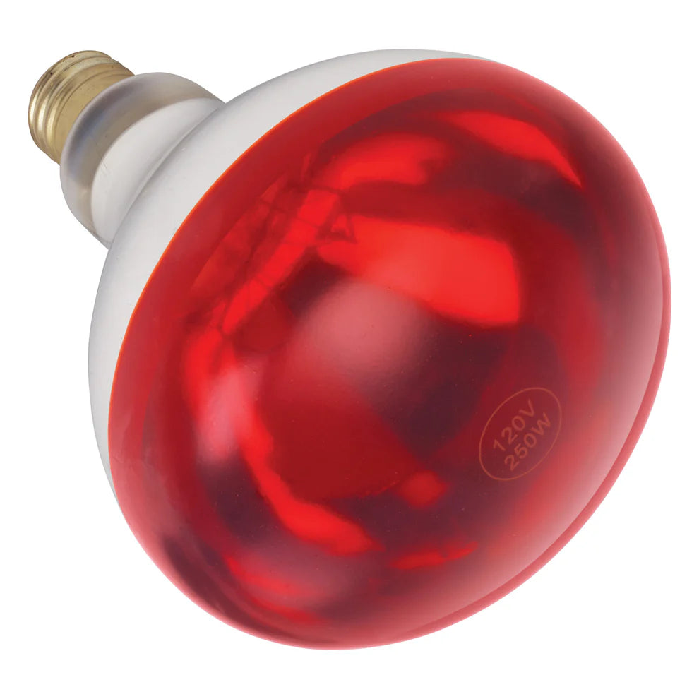 Winco EHL-BR/BW, 250W Red and White Shatter-Resistant Bulb